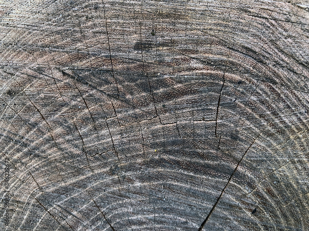 Fototapeta premium Close up wooden texture with cracks. Top view of a stump