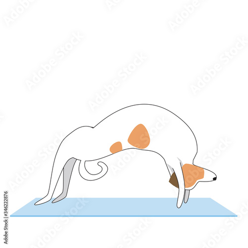 Character Jack Russell Terrier doing yoga on a mat isolated on white background, flat or outline vector stock illustration with a dog performing asanas in a bridge pose