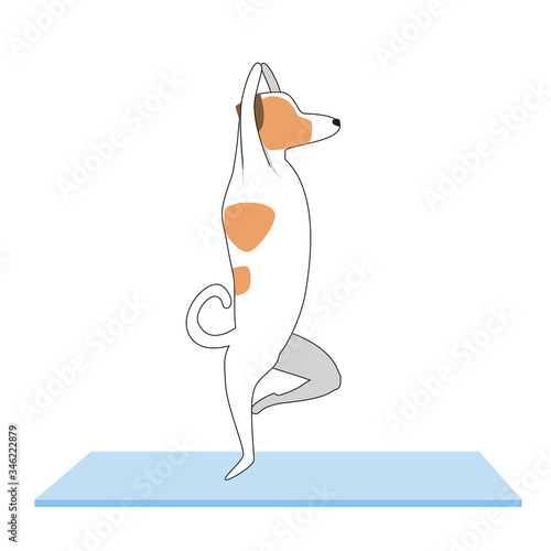 Character Jack Russell Terrier doing yoga on a mat, flat or outline vector stock illustration with a dog performing asana isolated on white background