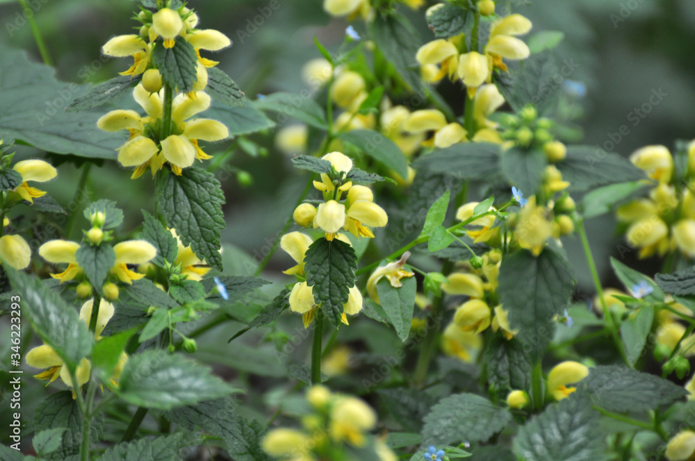 In spring, yellow deaf nettle (Lamium galeobdolon) blooms in the forest In spring, yellow deaf nettle (Lamium galeobdolon) blooms in the forest