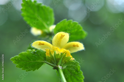 In spring, yellow deaf nettle (Lamium galeobdolon) blooms in the forest