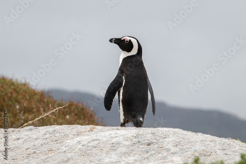 A lone penguin on a rock at Boulders Beach  Boulders Bay  in the Cape Peninsula in South Africa. The penguin colony is part of Table Mountain National Park. 