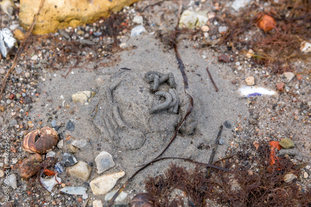 Obraz premium sandworm hole on a Danish beach.