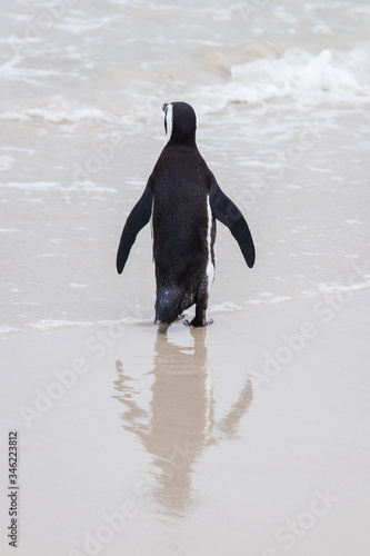 A lone penguin  including its reflection  at Boulders Beach  Boulders Bay  in the Cape Peninsula in South Africa. The penguin colony at Boulders Beach is part of Table Mountain National Park. 