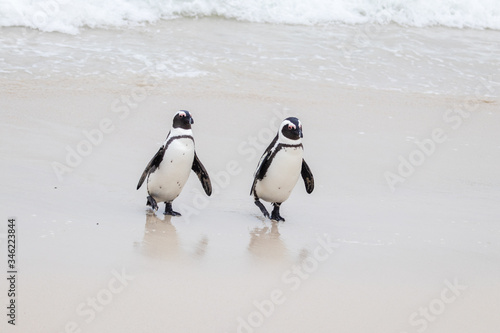 Two penguins stepping out of the Atlantic Ocean at Boulders Beach (Boulders Bay) in the Cape Peninsula in South Africa. The penguin colony at Boulders Beach is part of Table Mountain National Park. 