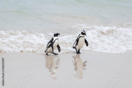 Two penguins stepping out of the sea at Boulders Beach (Boulders Bay) in the Cape Peninsula in South Africa. The penguin colony at Boulders Beach is part of Table Mountain National Park. 