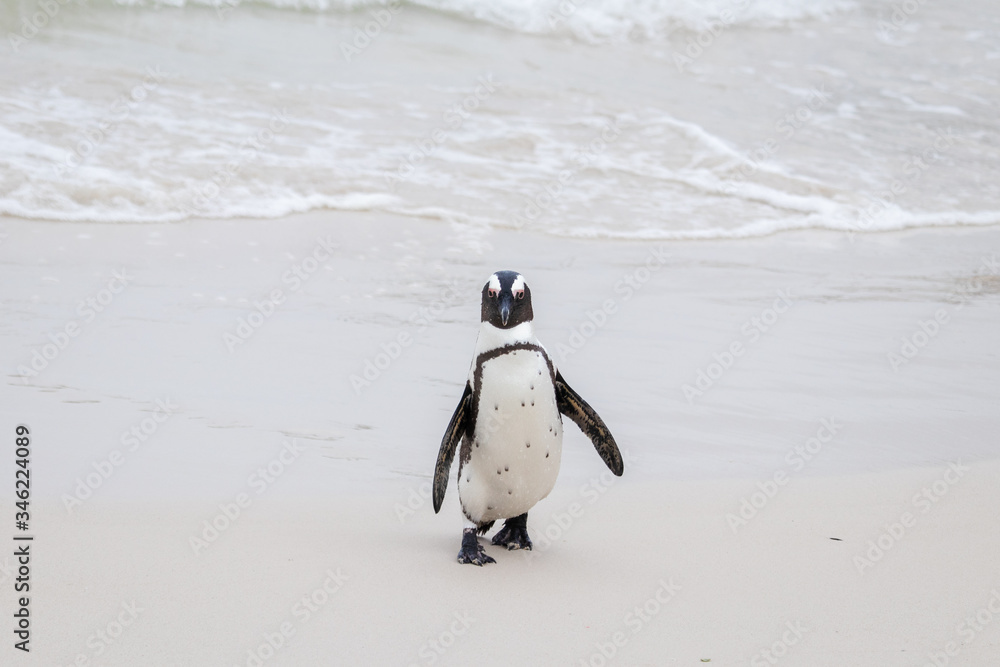 Obraz premium A lone penguin in the sea at Boulders Beach (Boulders Bay) in the Cape Peninsula in South Africa. The penguin colony at Boulders Beach is part of Table Mountain National Park. 