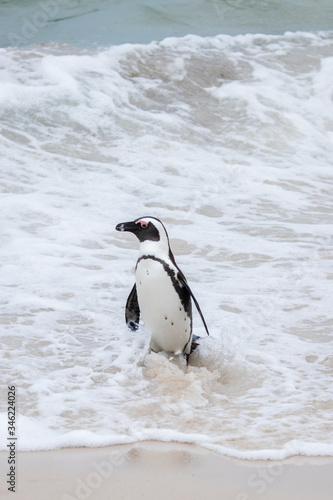 A lone penguin in the sea at Boulders Beach  Boulders Bay  in the Cape Peninsula in South Africa. The penguin colony at Boulders Beach is part of Table Mountain National Park. 