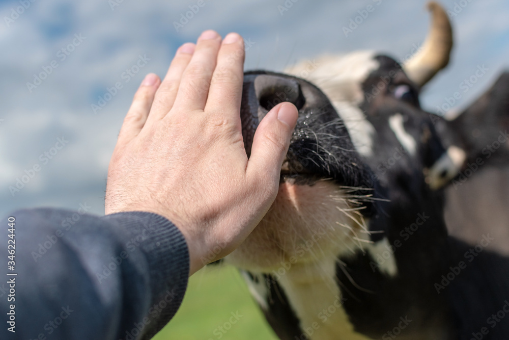 hand stroking a cow on a summer day