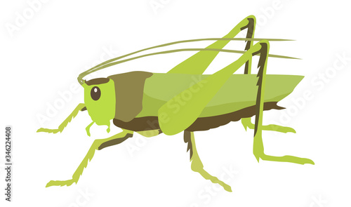insect grasshopper vector drawing isolate on white © Юлия Олейник