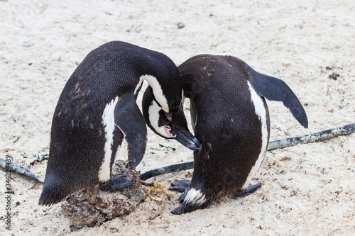 Two penguins at the Penguin colony at Boulders Beach (Boulders Bay) in the Cape Peninsula in South Africa. Boulders Beach is part of Table Mountain National Park.