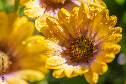 Regentropfen auf Bl  ten nach Sommerregen zaubern sch  ne Wassertropfen und Wasserperlen auf Blumen und Bl  tenbl  tter und erfrischen die Balkonpflanzen nach D  rre und Trockenheit und Hitze im Fr  hling