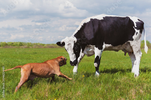 dog barks on a cow in the summer on the meadow