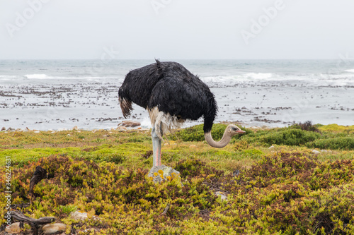 Ostrich at the beach of Cape of Good Hope in Table Mountain National Park in South Africa. In the background is the sea. 