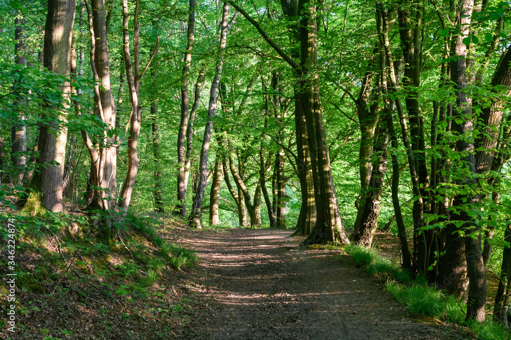 Auf schattigen Wegen im Hanfbachtal Auf schattigen Wegen im Hanfbachtal