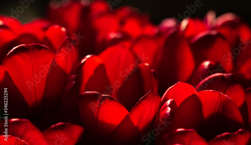 Tullip background. Field of red tullips. Nytherlands. Holand. Nature. Flowers photo