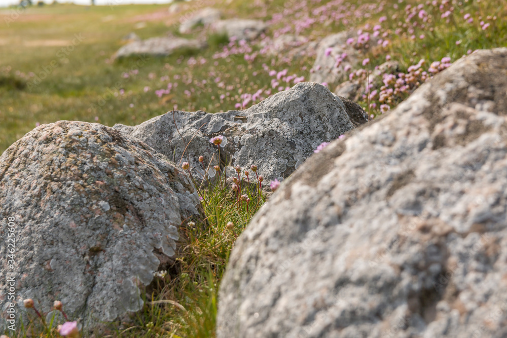 Beautiful pink flowers . Name Sea thrift (Armeria Maritima) Growing On The Rocks Beautiful pink flowers . Name Sea thrift (Armeria Maritima) Growing On The Rocks