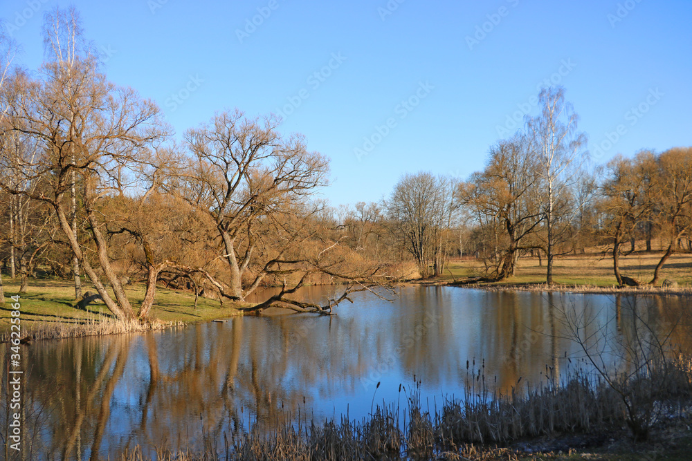 Beautiful young trees near the lake in early spring. Beautiful young trees near the lake in early spring.