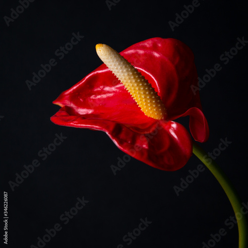 Photos Red anthurium flower on a black background