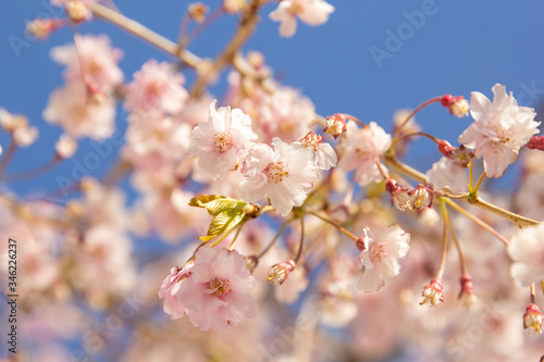 cherry blossom in spring