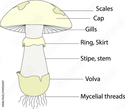 Structure of mushroom