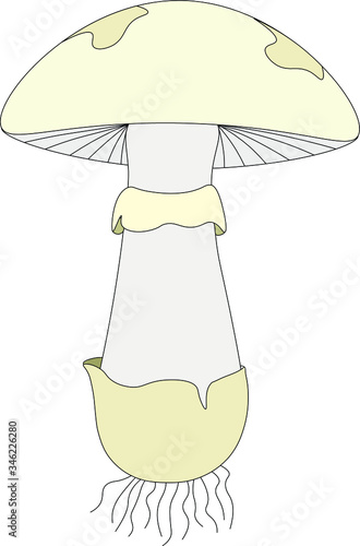 Structure of mushroom