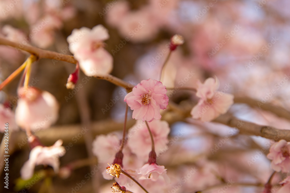 cherry blossom in spring cherry blossom in spring