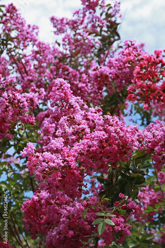 Lagerstroemia  