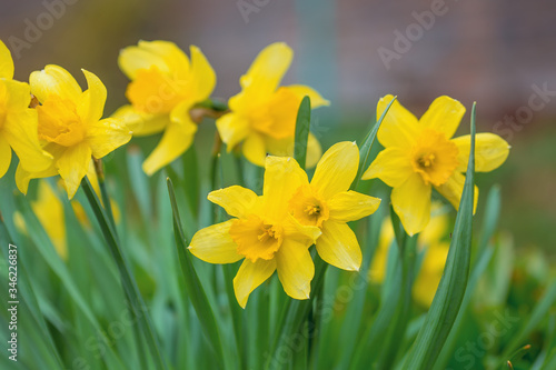 Yellow flower on a blurred background. Photo with shallow depth of field. Spring daffodils during flowering.