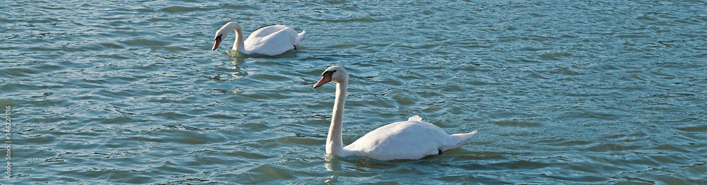 Fototapeta premium Couple de cygnes