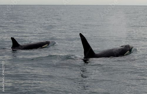 Killer whales or orcas swimming in the ocean, Kaikoura