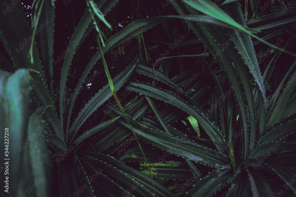 Tropikalne rośliny, zbliżenie ładne naturalne ciemne tło. - obrazy, fototapety, plakaty 