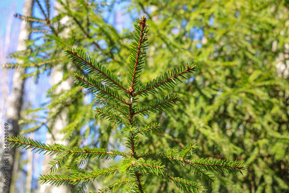 Beautiful young not dense fir and pine forest. Selective focus. Beautiful young not dense fir and pine forest. Selective focus.
