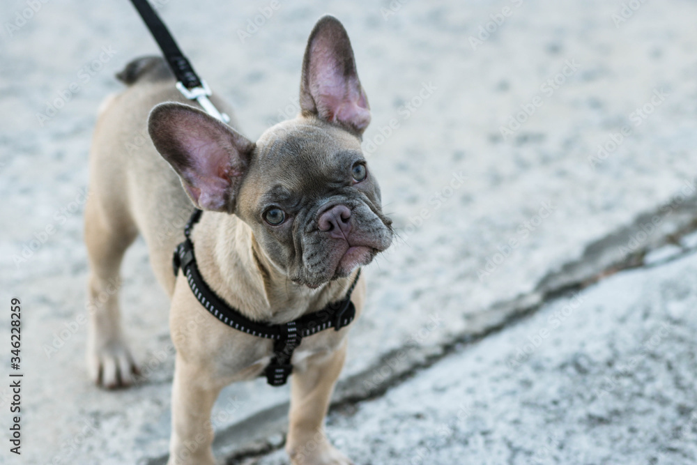 A cute fawn colored French Bulldog. Adorable french bulldog puppy. Walking around the street. Gray white background.vintage style. copy space.