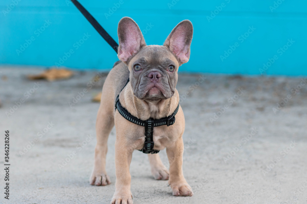 A cute fawn colored French Bulldog. Adorable french bulldog puppy. Walking around the street. blue and white background. vintage style. copy space.