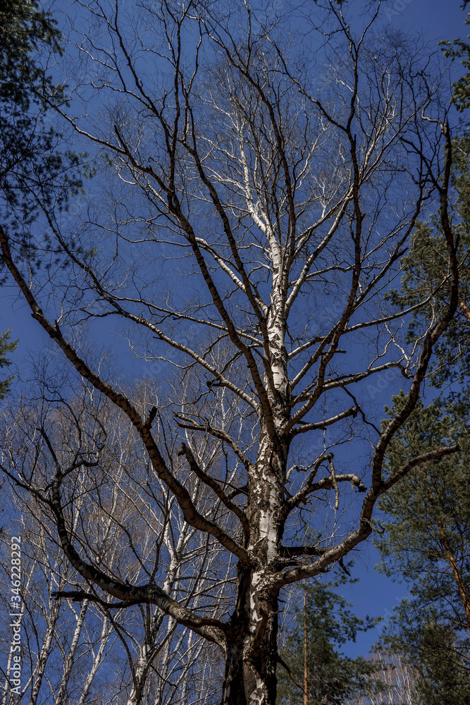 A large birch tree with long branches against the blue sky on a spring day has not yet had time to open its leaves | VERKHNYAYA PYSHMA, RUSSIA - 04 MAY 2020. A large birch tree with long branches against the blue sky on a spring day has not yet had time to open its leaves | VERKHNYAYA PYSHMA, RUSSIA - 04 MAY 2020.