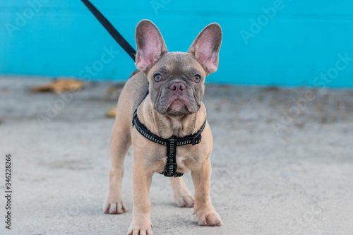 Fototapeta Naklejka Na Ścianę i Meble -  A cute fawn colored French Bulldog. Adorable french bulldog puppy. Walking around the street. blue and white background. vintage style. copy space.