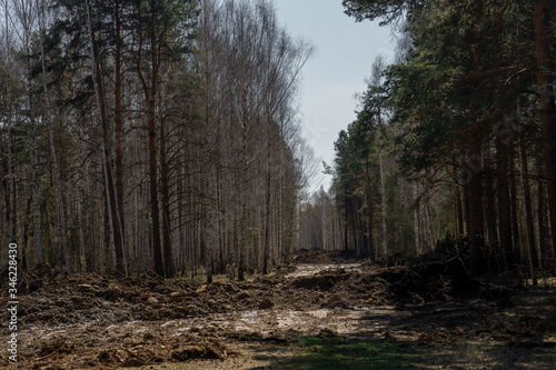 Deforestation in Russia and logging to create a new road   VERKHNYAYA PYSHMA  RUSSIA - 04 MAY 2020.