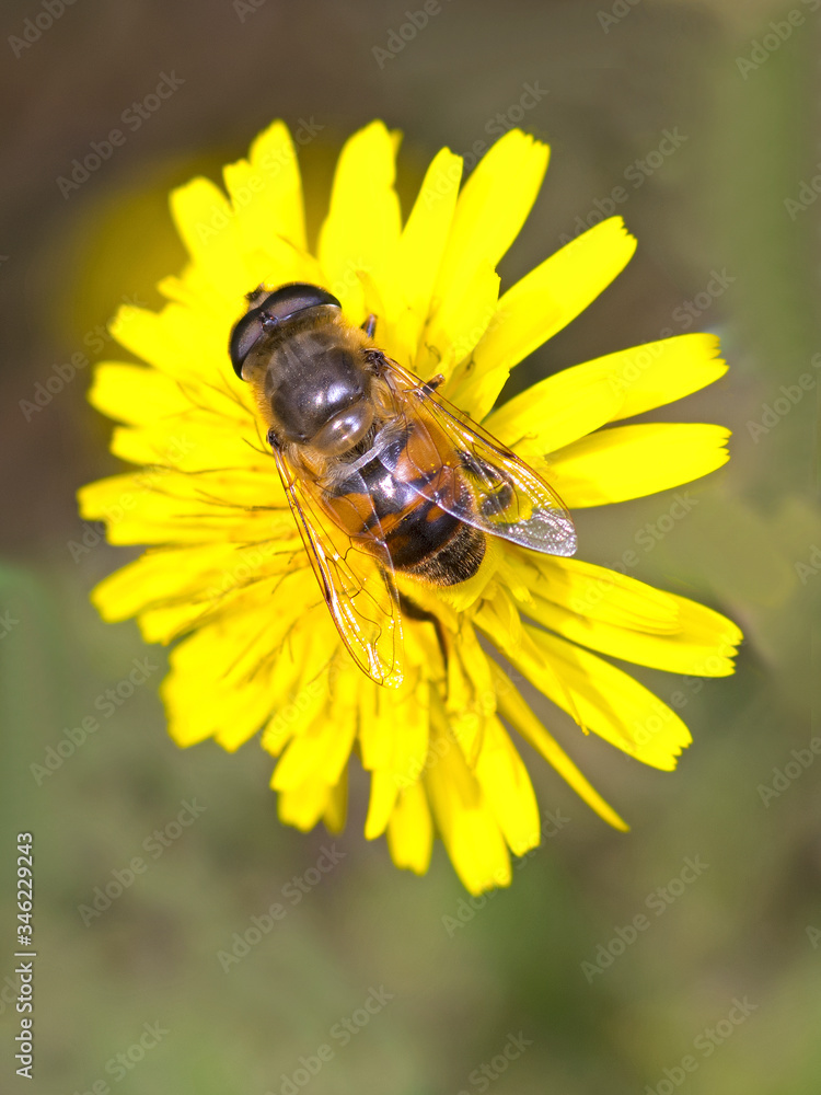 A Drone Fly (Eristalis tenax) hoverfly A Drone Fly (Eristalis tenax) hoverfly