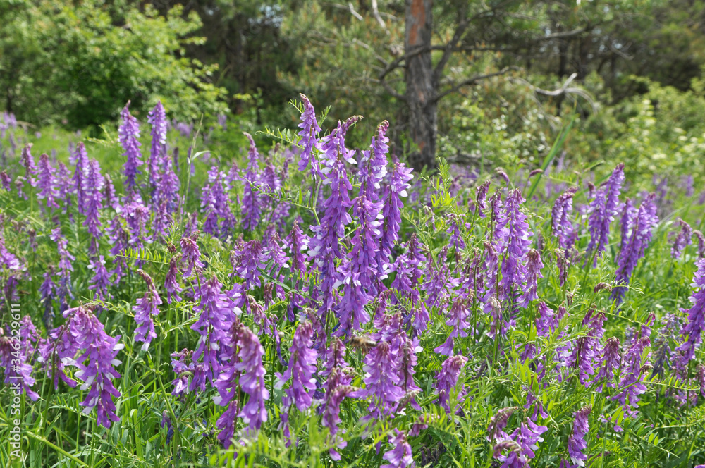 Naklejka premium In the wild, Vicia tenuifolia blooms