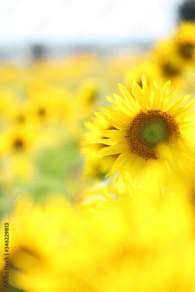 Fototapeta premium ひまわり