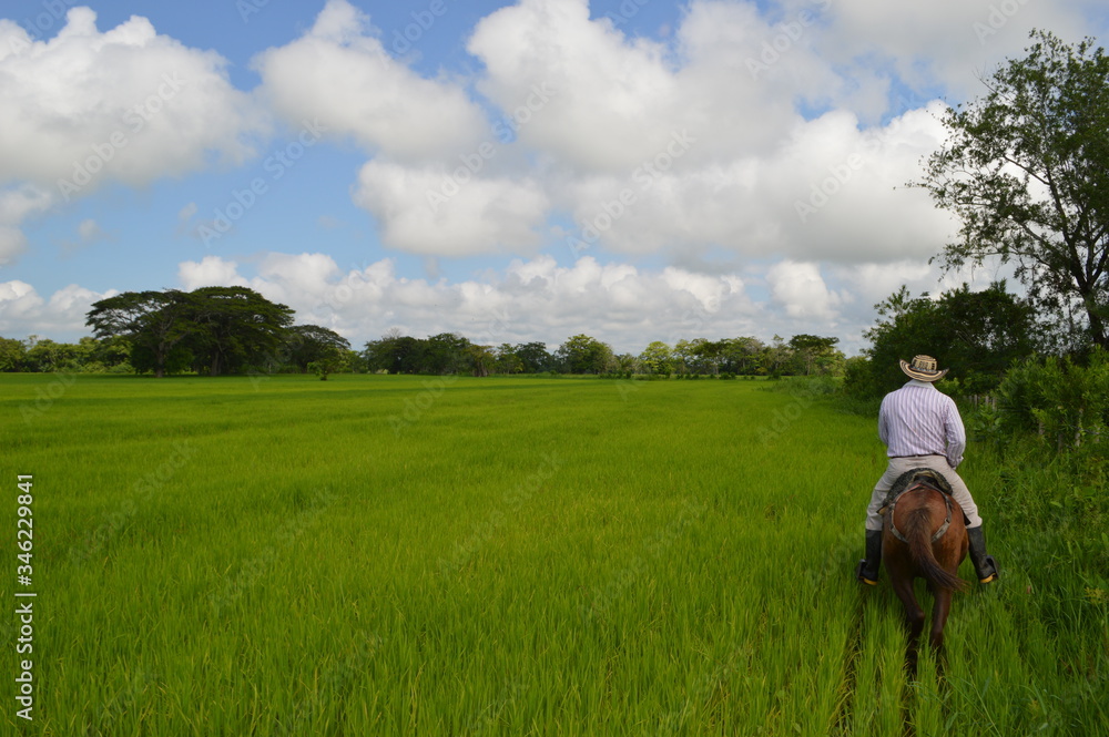 Agricultor man visiting a rice field