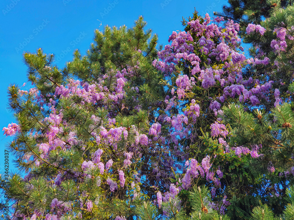 CLOSE UP: Beautiful violet blooming coniferous trees ornate an empty street