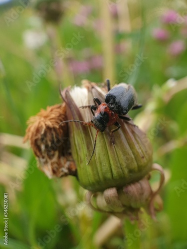 fly on a leaf