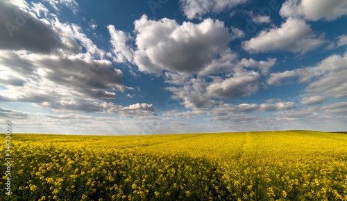 Yellow rapeseed field against the sky with clouds.