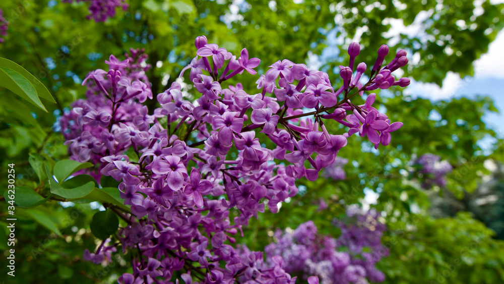 Lilac tree in spring of May.