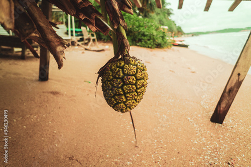 Tropikalny dziki owoc, ananas.