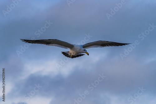seagull flying with blue sky