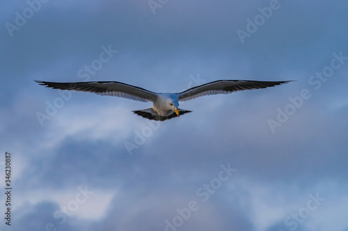 seagull flying with blue sky