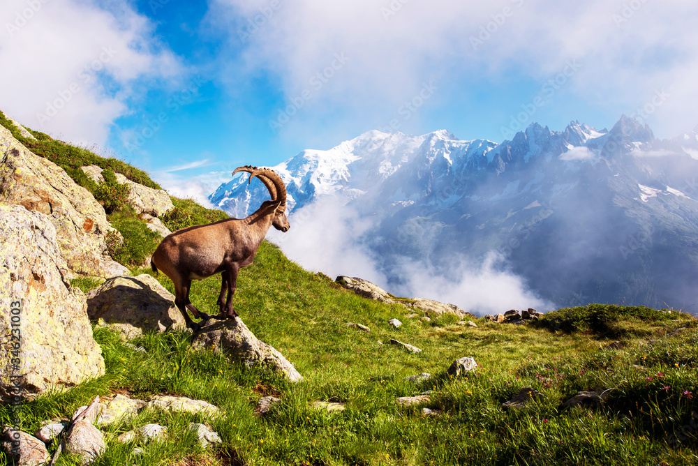 Beautiful mountain landscape with mountain goat in the French Alps near the Lac Blanc massif against the backdrop of Mont Blanc.